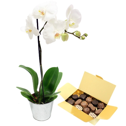 Orchid and Leonidas chocolate - 250 gr